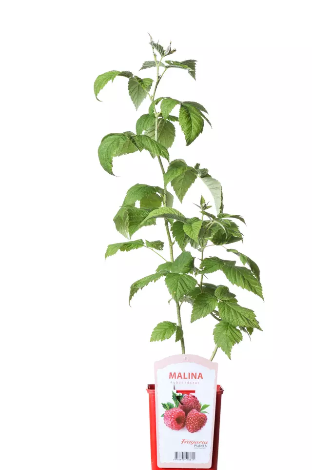 Malina crvena Fertodi Zamatos