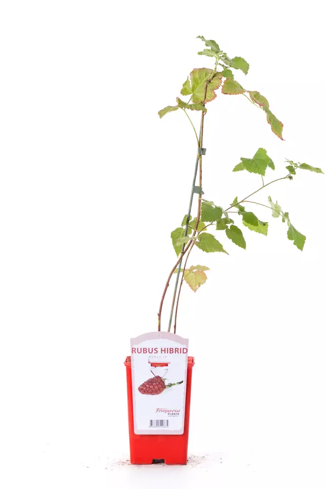 Rubus hibrid
