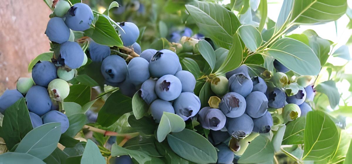 Borovnica Blue crop