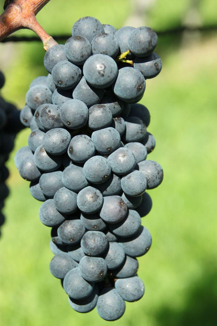 Gamay