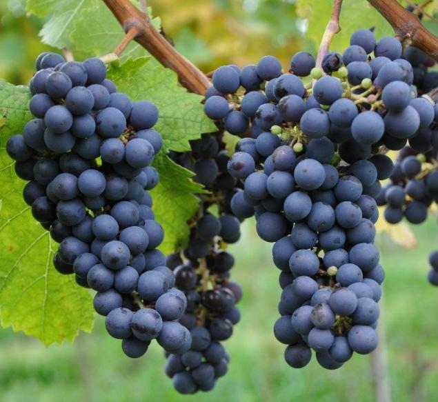 Cabernet Franc