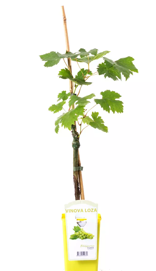 Direktor (Noha, Tudum)