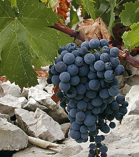 Babić