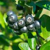 Aronija Nero