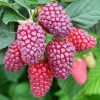 Rubus hibrid