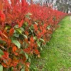 PHOTINIA
