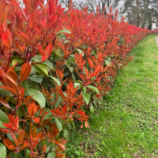PHOTINIA