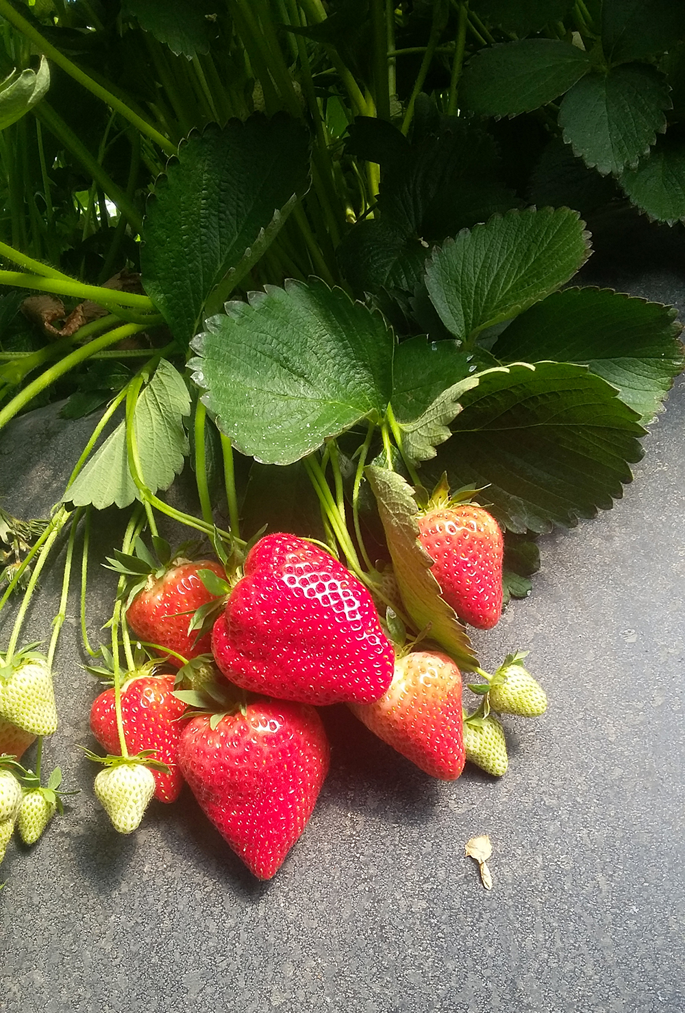 Jagoda jednorotka Joly