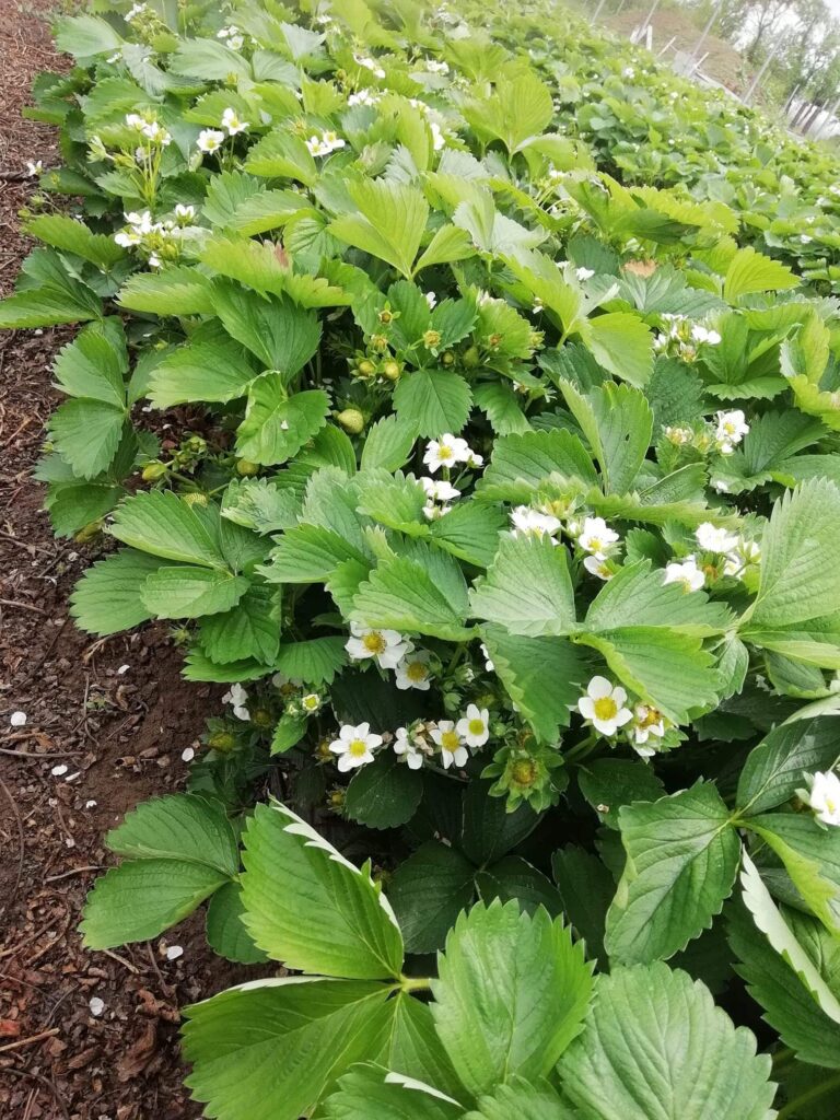 Jagoda jednorotka Joly