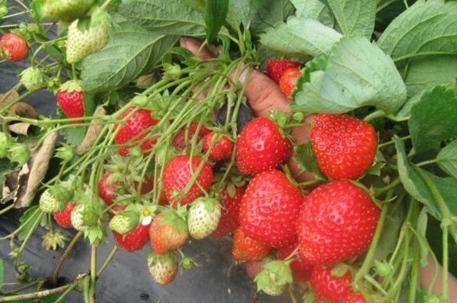 Jagoda mjesečarka Murano