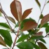 PHOTINIA