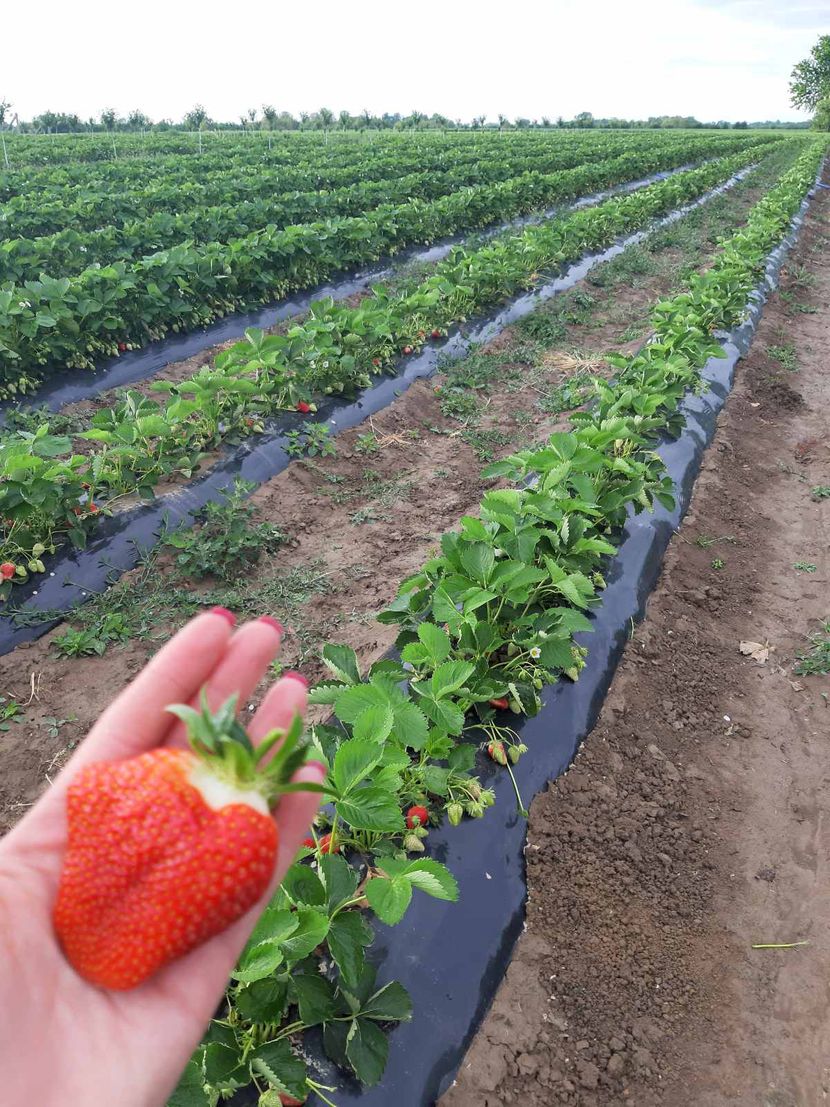 Folija za jagode, 10 metara