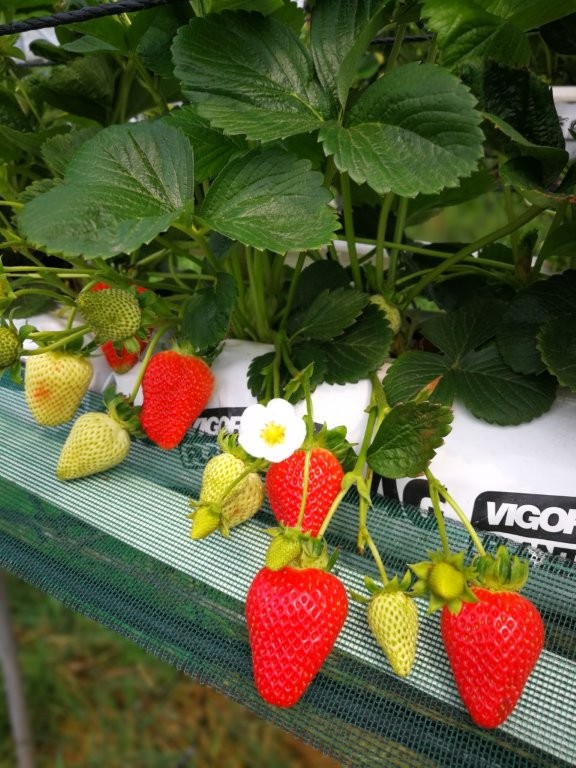 Jagoda mjesečarka Murano