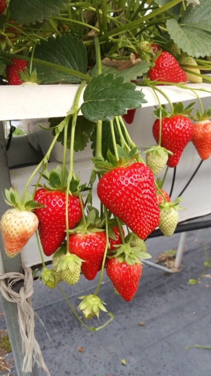 Jagoda mjesečarka Murano