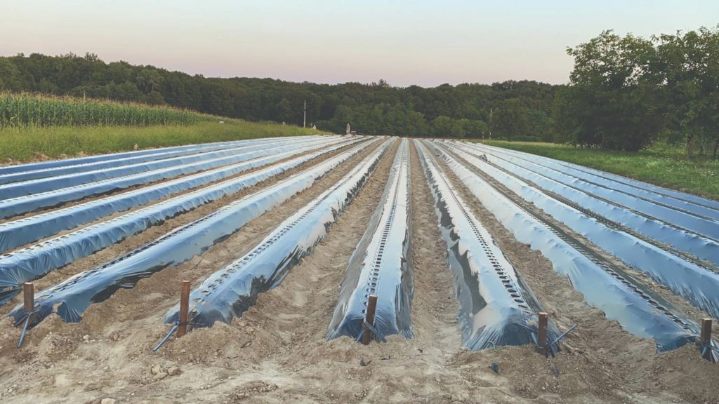 Folija za jagode, 320 metara, 130 cm, jednored