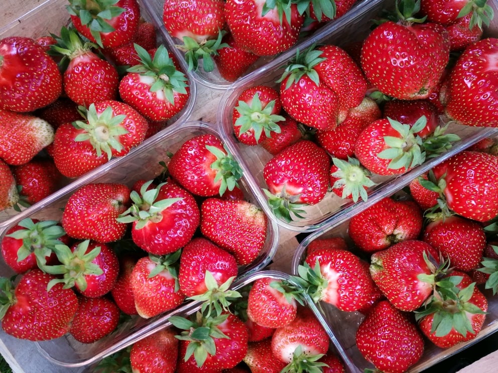 Posudice od 500 grama za jagode - PP