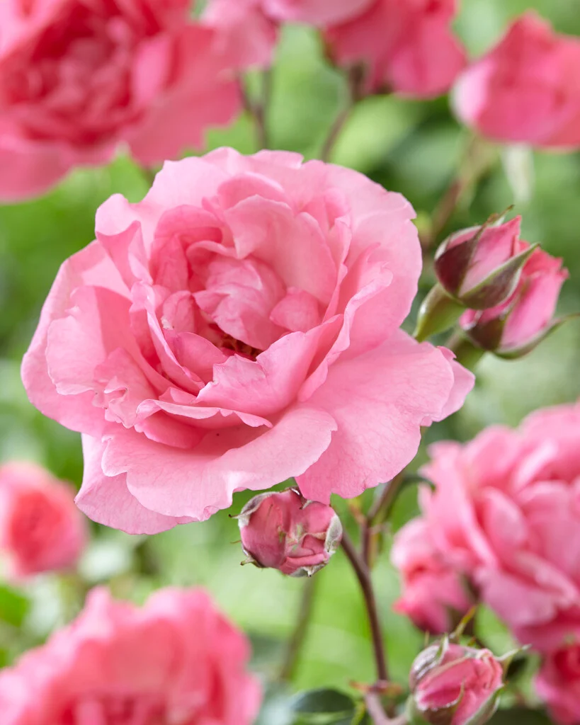 Ruža box TomTom -polyanta