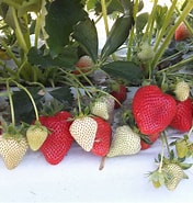 Jagoda jednorotka Aprica