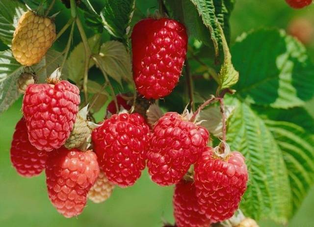 Malina crvena Himbotop