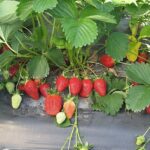 Jagoda jednorotka Quicky®