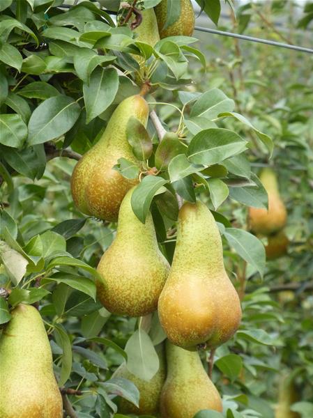 ABATE-FETEL Kruška Abbe Fetel