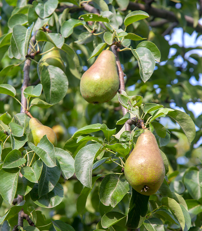 Kruška Klapov ljubimac