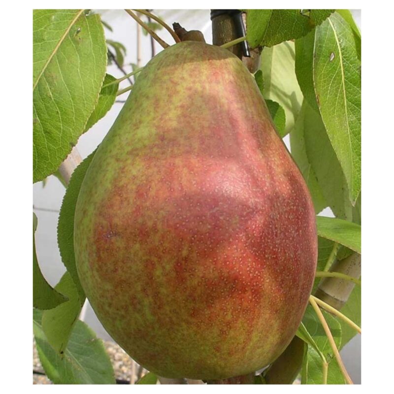 Kruška Klapov ljubimac