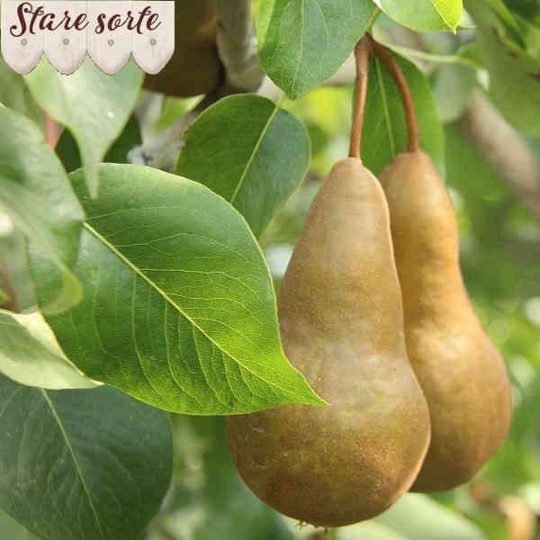 Kruška Gelertova maslovka