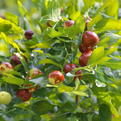 Žižula – Čičimak