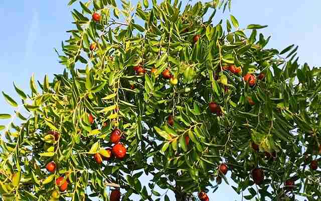 Žižula – Čičimak