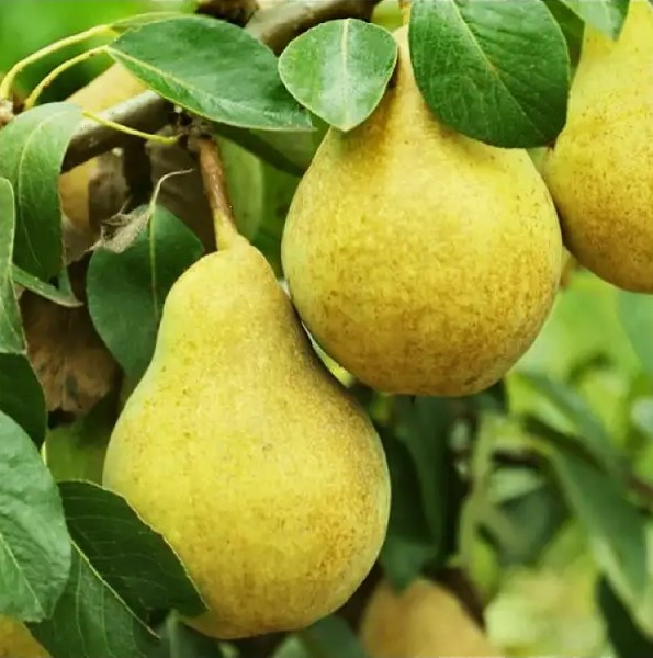 kruška butira Kruška Buttira