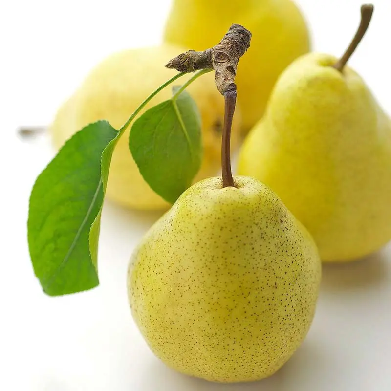Kruška Viljamovka žuta