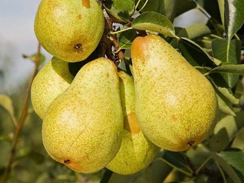 Kruška Viljamovka žuta