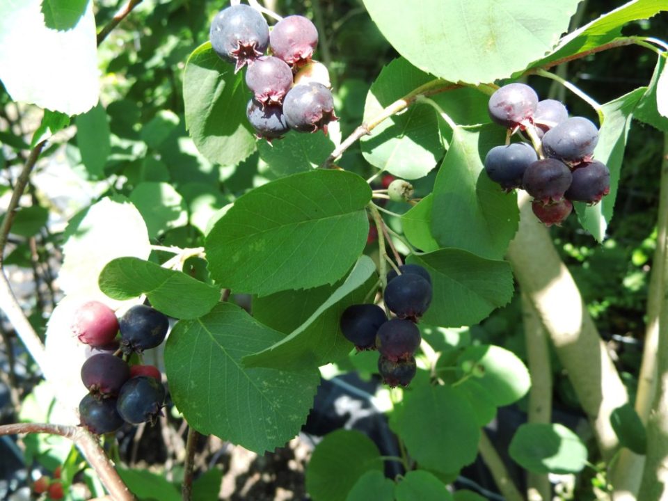 Mongolska borovnica-Merala