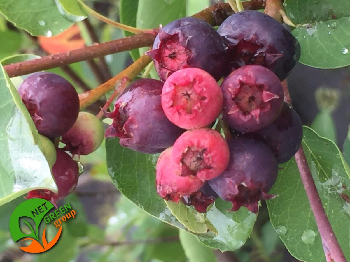 Mongolska borovnica-Merala