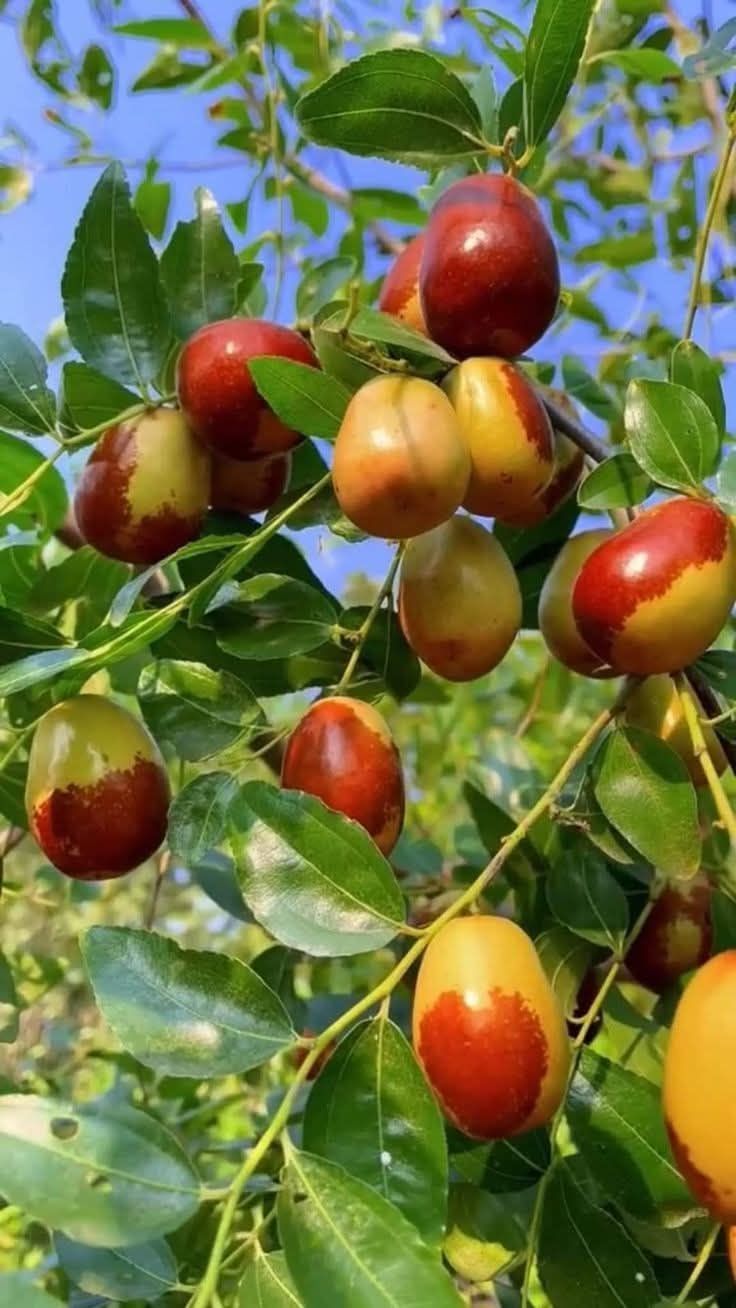 Žižula – Čičimak