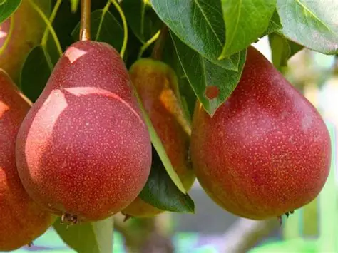 Kruška Viljamovka crvena