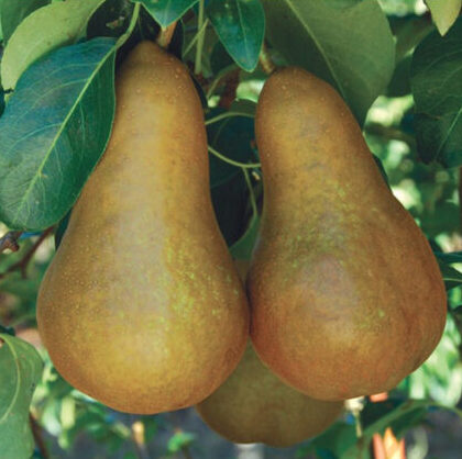 Boskova-bocica Kruška Boskova bočica