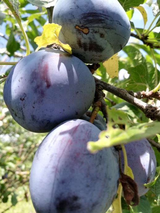 Šljiva Čačanska ljepotica