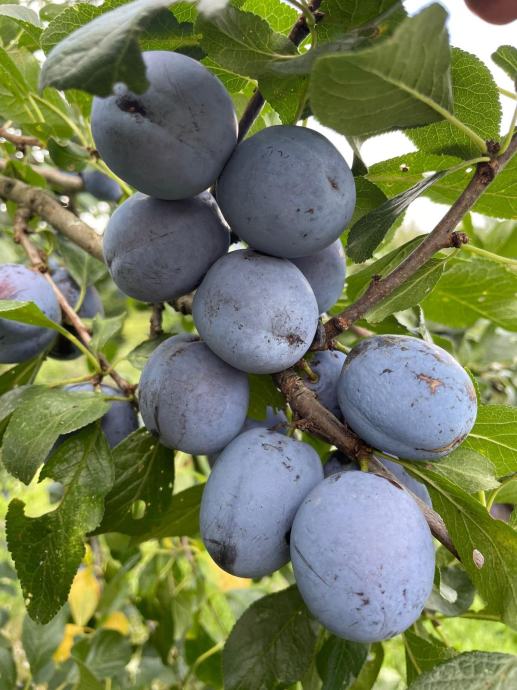 Šljiva Čačanska ljepotica