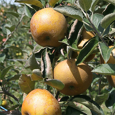 Jabuka Francuska kožarka