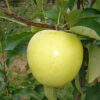 Jabuka Golden delicious