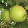 Jabuka Golden delicious
