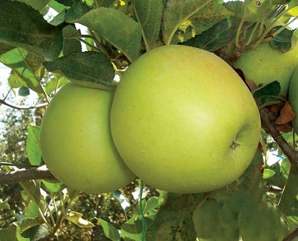 Jabuka Golden delicious