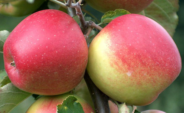 Jabuka Jonagold