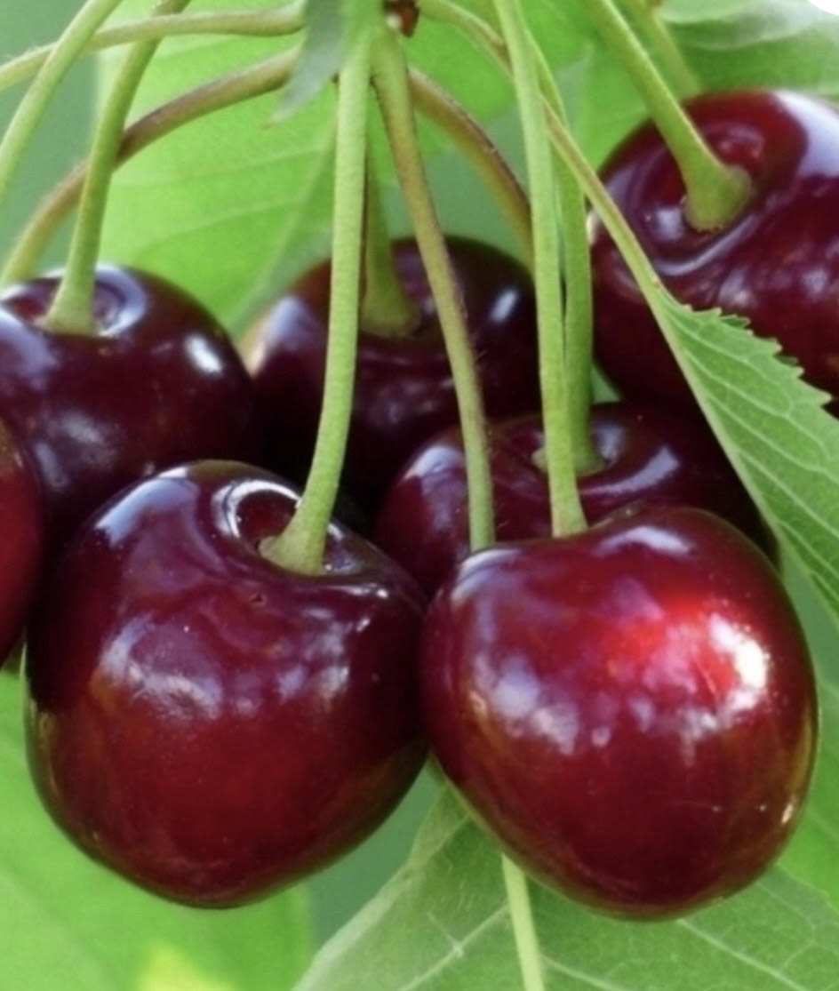 KELLERIS Višnja Kelleris