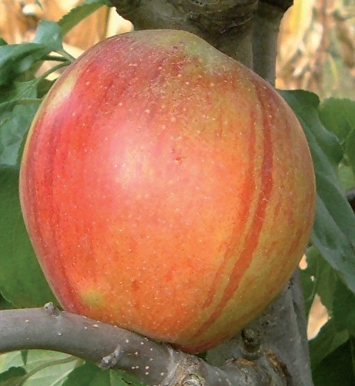 Jabuka Krivopeteljka