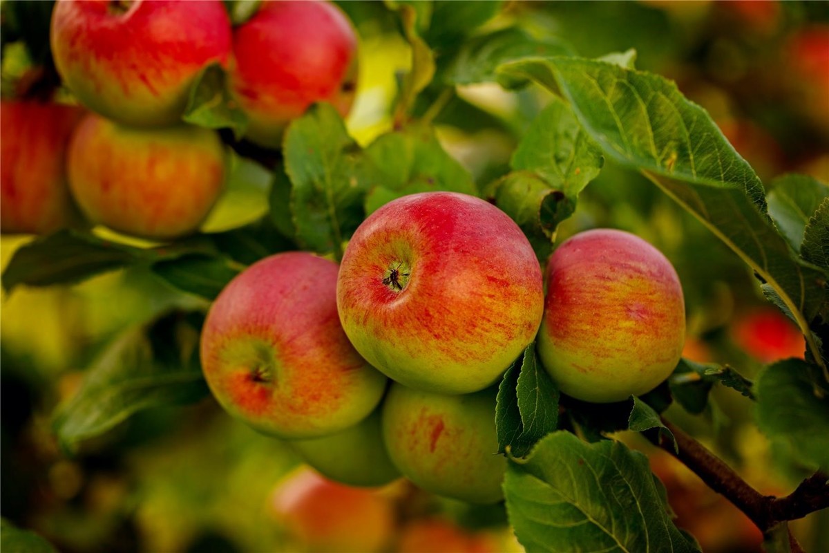 Jabuka Krivopeteljka