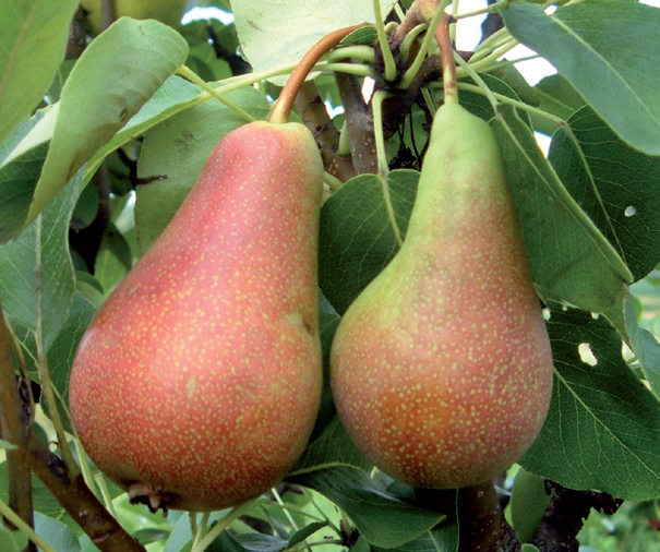 Kruška Lipanjska ljepotica