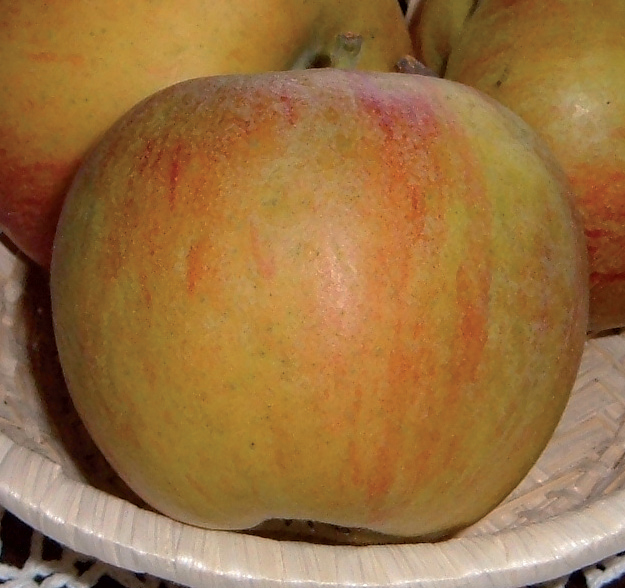 Jabuka London pepping